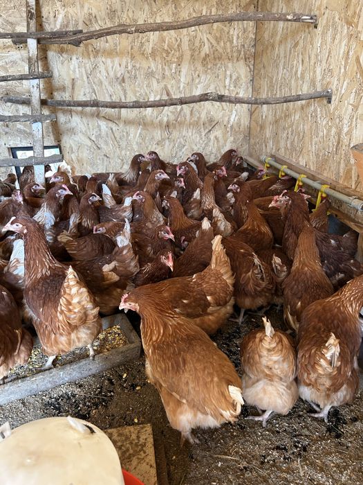 Несушки Ломан Браун мододки 5 месяцев