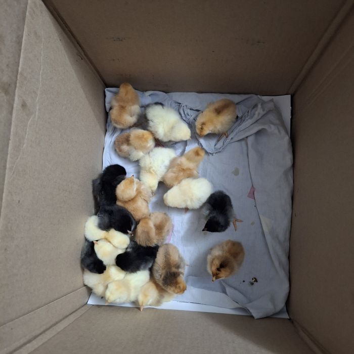 Цыплята.          .