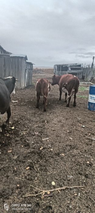 Продам четыре головы