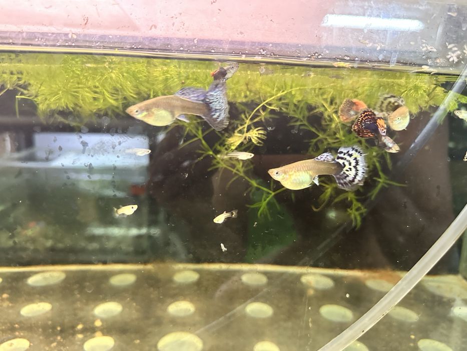 Продам Гуппи слоновьи уши (Москва)