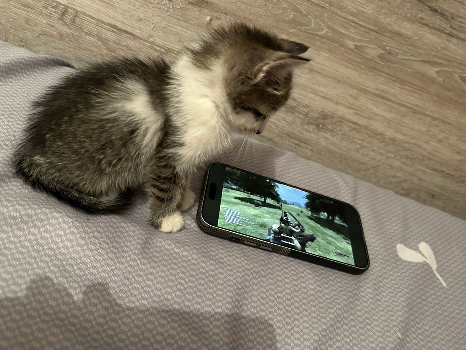 Котенок в добрые руки