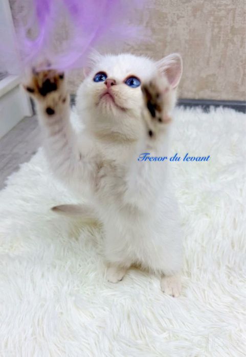 British shorthair