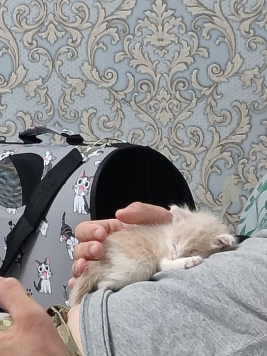 Отдам в добрые руки котёнок мальчик