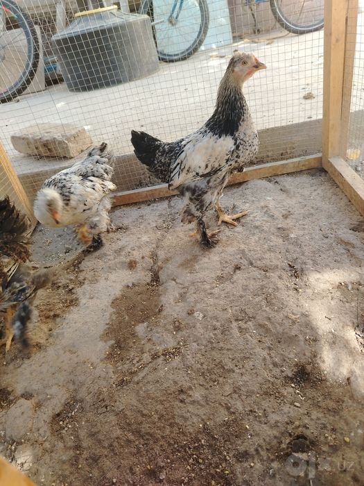 2 oylik brama jo'jalar 75.000som