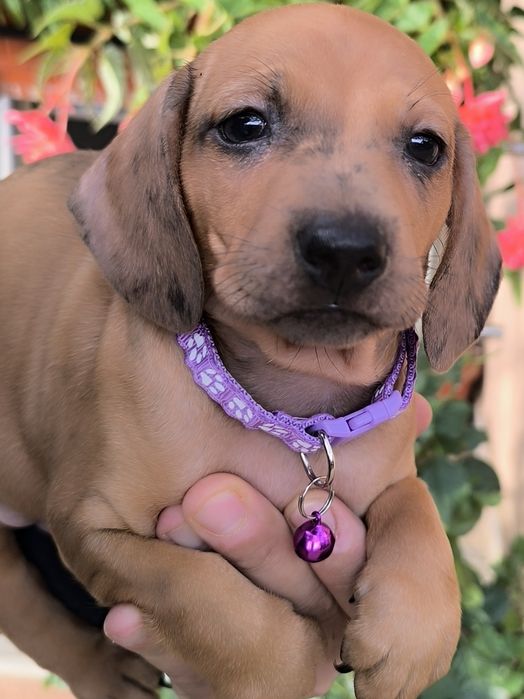 Teckel dachshund