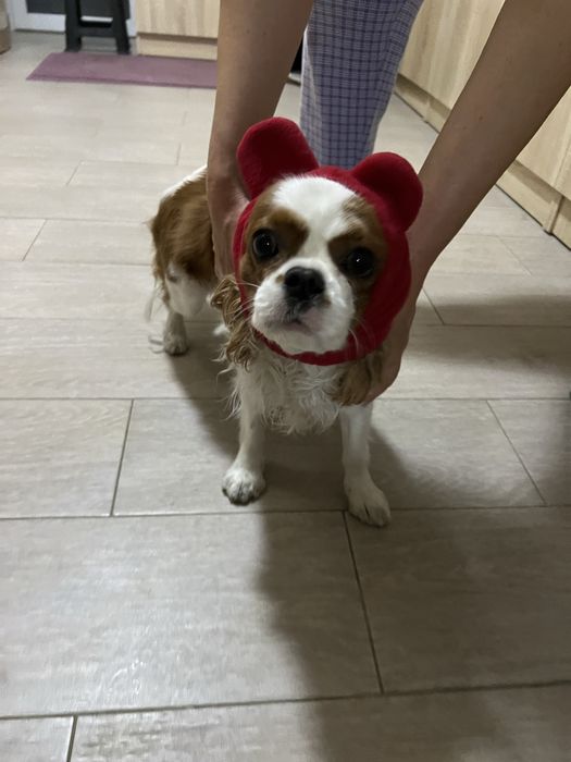 Продаем собаку 4 лет