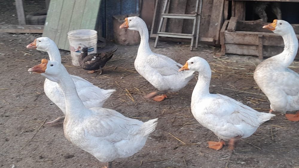 Продам хороших гусей
