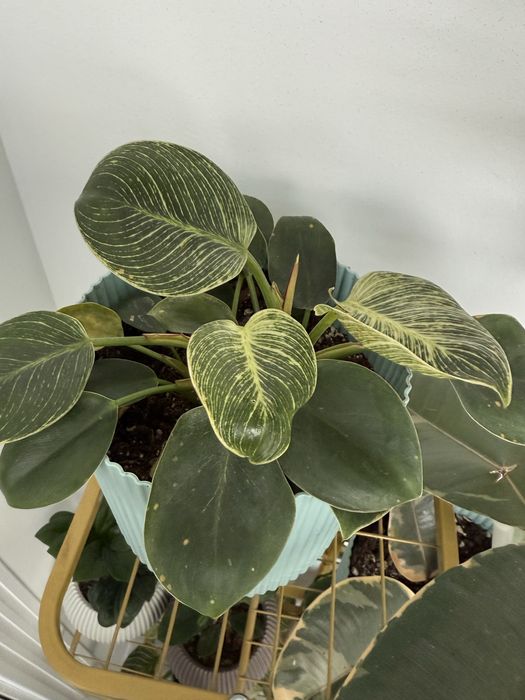 Продам цветы  комнатные