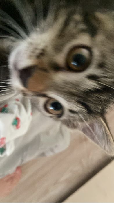 Ищу добрый дом для котёнка ^_^