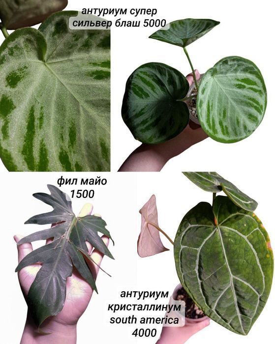 Распродажа домашних растений