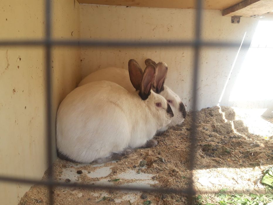 Продаётся кролики Калифорнийские