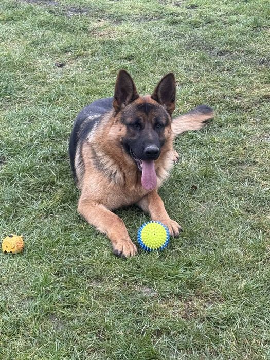 Donez căței mai am femele ,abea văd doar ,mai multe detalii în anunt