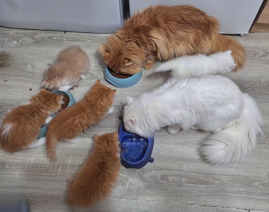 Персийска котета