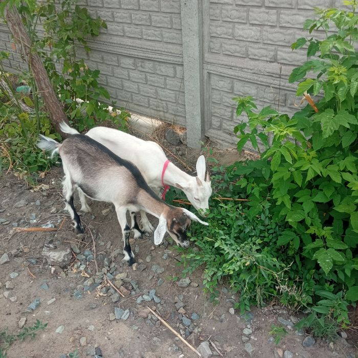 Продам 3х месячных козлят