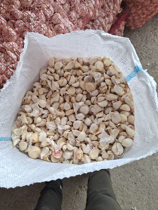 Samanta de usturoi romanesc Catei desfacuti pentru plantare