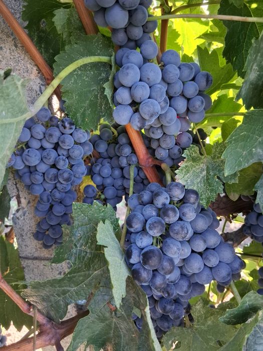 Vand struguri Merlot,2lei kg, culesi de client