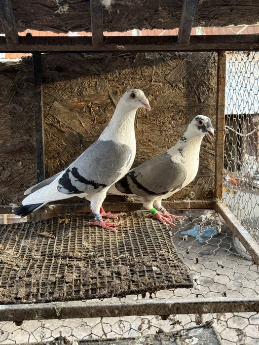 Porumbei voiajori