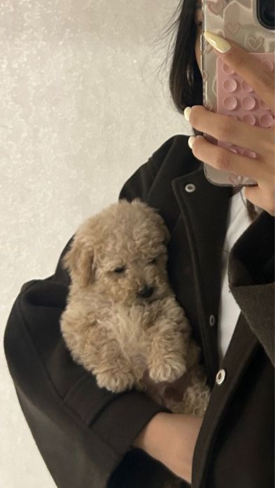 Мальтипу щеночек