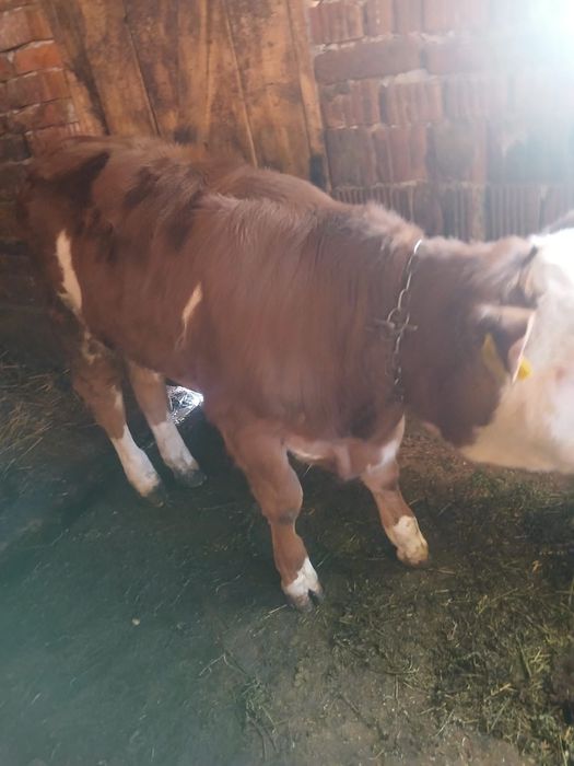 De vanzare vițea 4 luni jumate