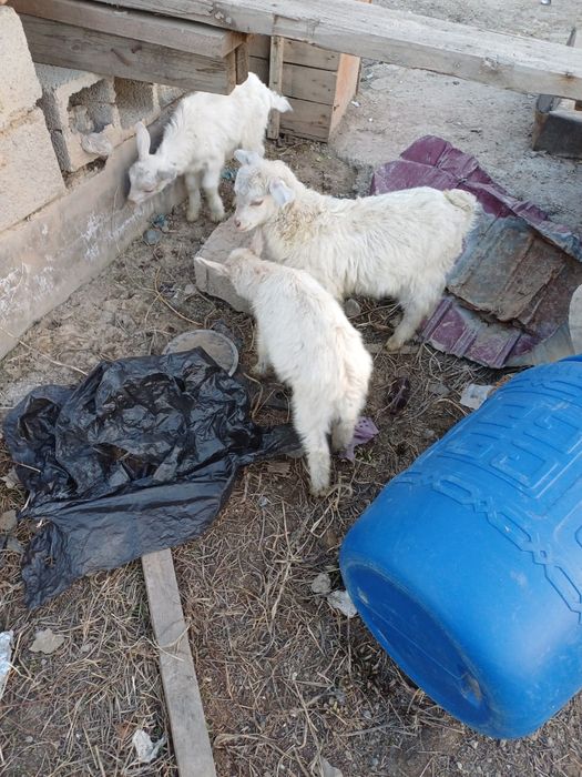 Продам коз, козлов и козлят