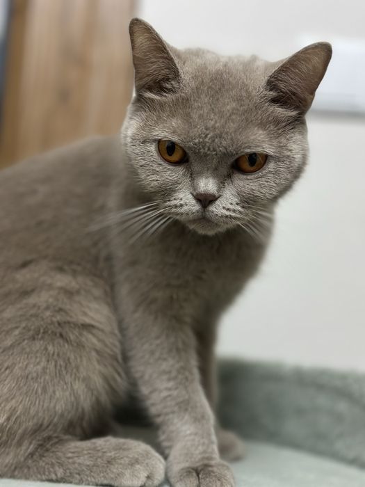 Продаётся британский короткошёрстный кот