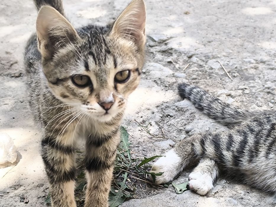 Котята в добрые руки