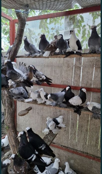 Vând sau schimb  porumbei randunele,  preot și scut de saxonia