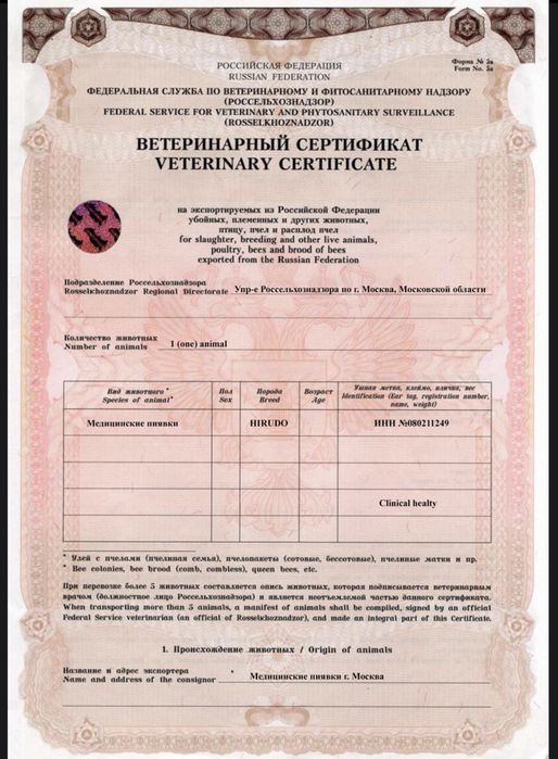 Пиявки медицинские, Гирудотерапия