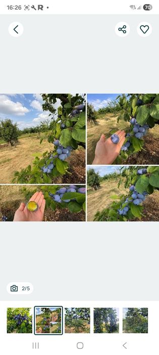 Vand Prune pentru Tuica si Palinca
