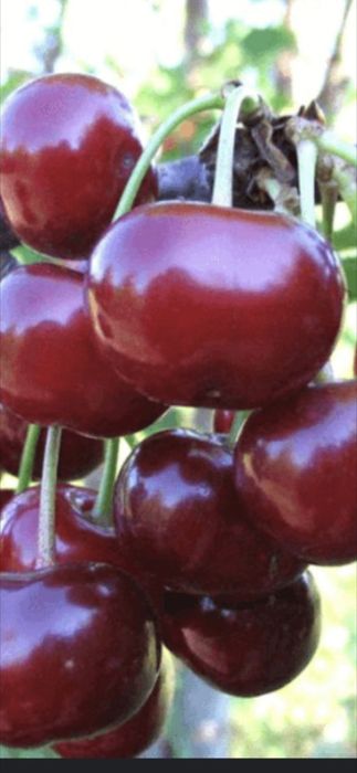 Nuc Chandler Aluni Cais Castan Mar Par Piersic Aronia Visin Kaki Rodiu