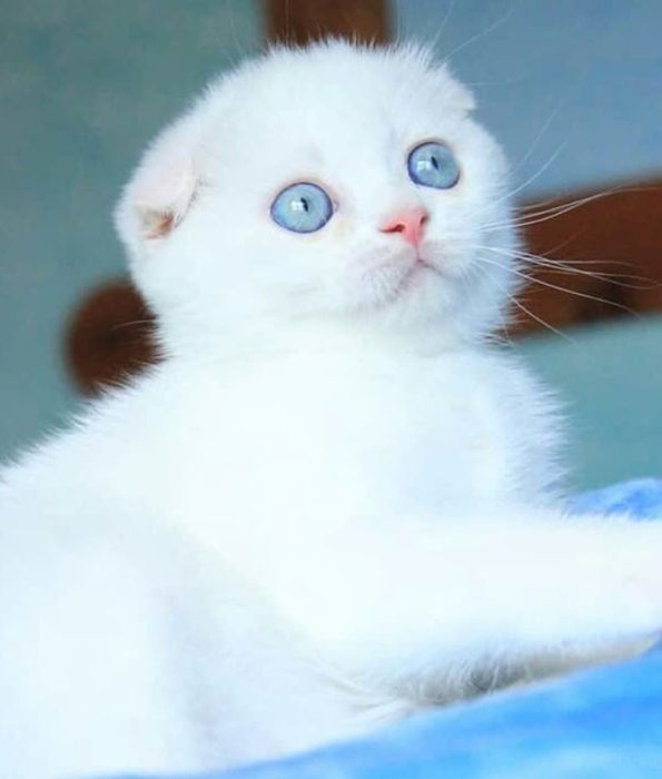 Котята Белые Вислоухий Скоттиш Фолд