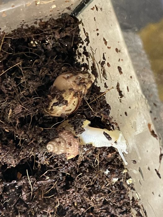 Бебета африкански охлюви