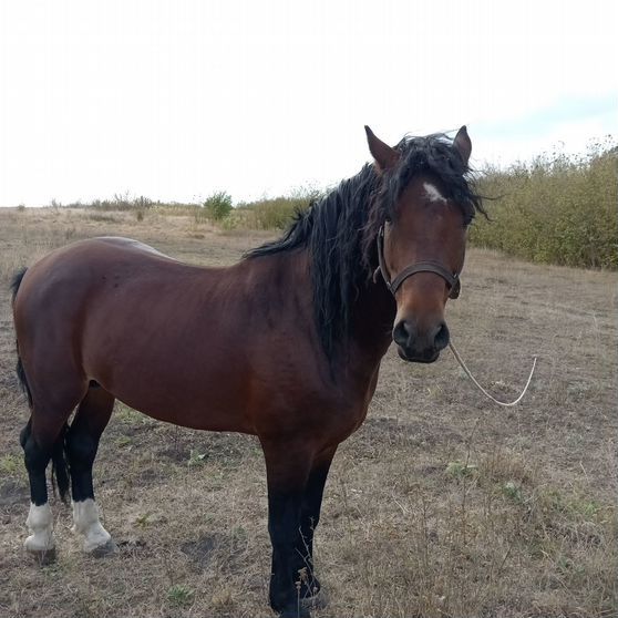 Продам лошадей 25 голов