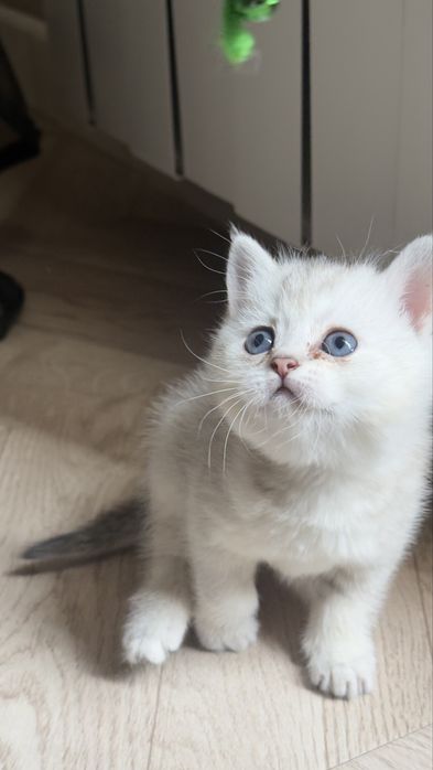 Продаются котята серебристые шиншиллы