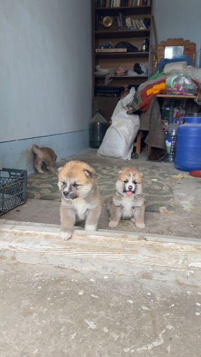 Продам щенка акиты ину