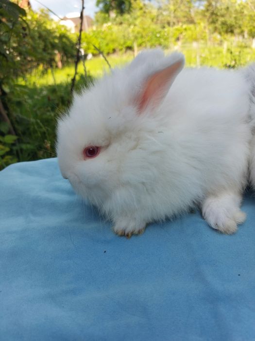 Iepuri pitici teddy,pui 7 saptamani