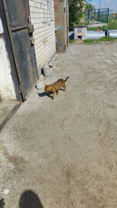Ищем бенгальскую кошку для вязки