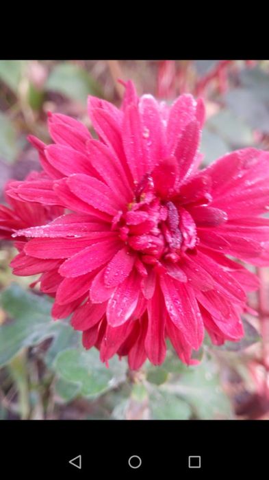 Продам все для сада цветы,ягоду,деревья