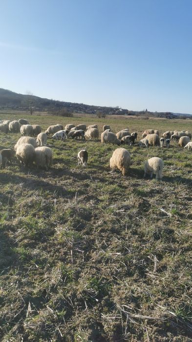 Oi de vânzare cu sau fără miei