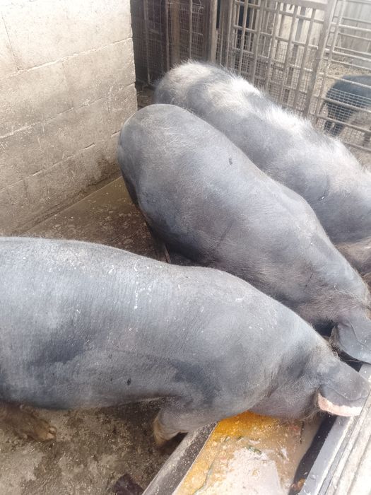 Schimb pe scândură