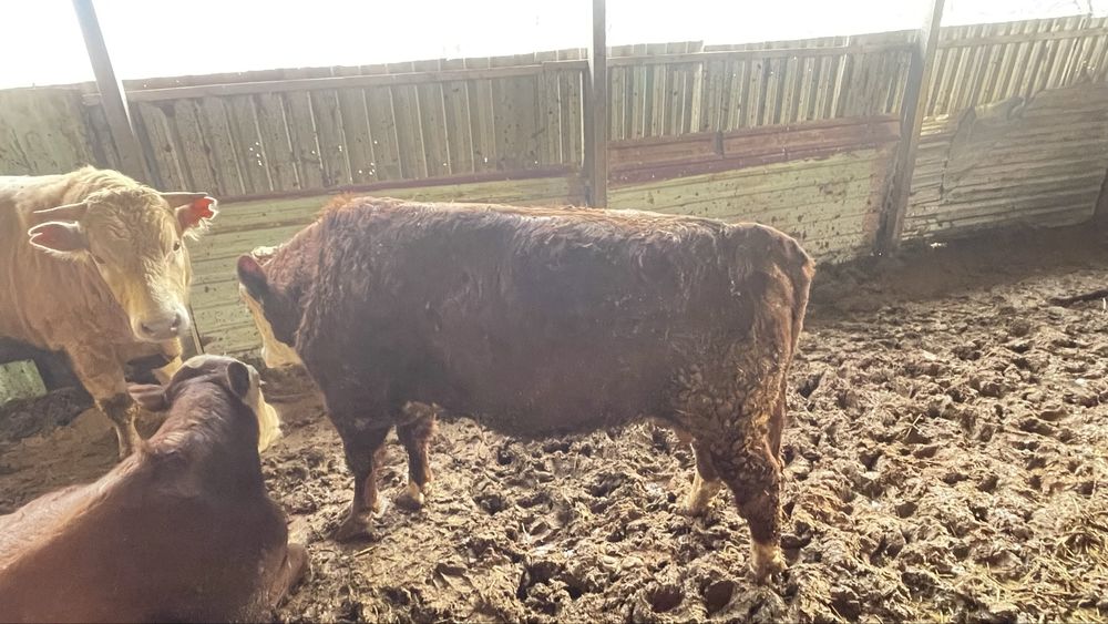 Buqa sotiladi nasldor