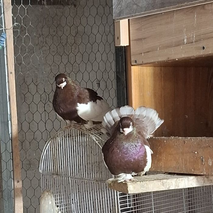 Porumbei de vin,zare