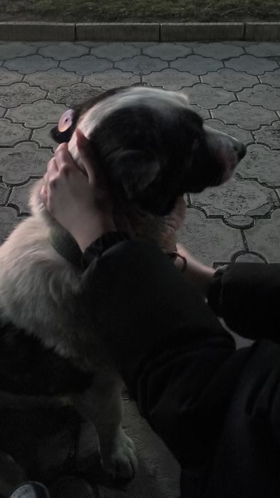 чипированая собака