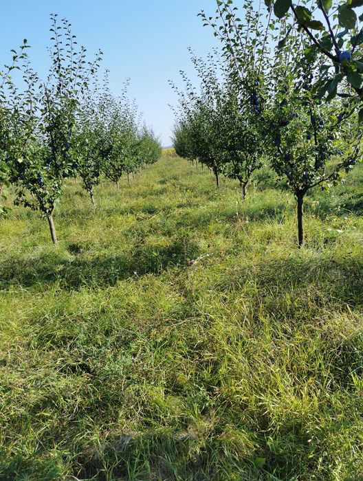 Vând livadă tânără pe rod