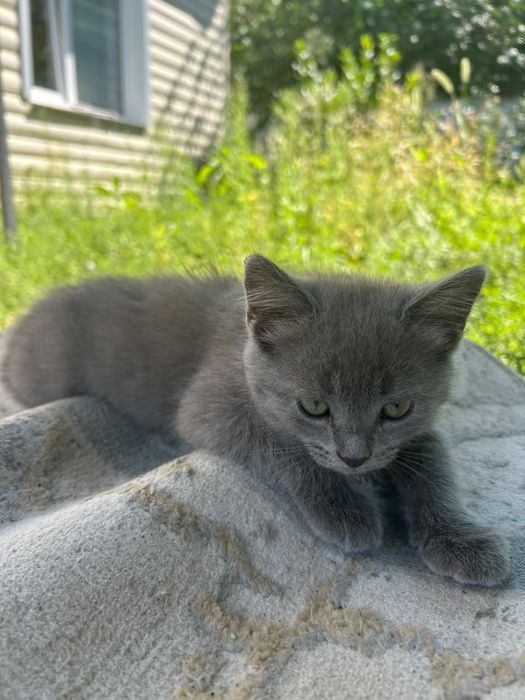 Отдам даром котенка