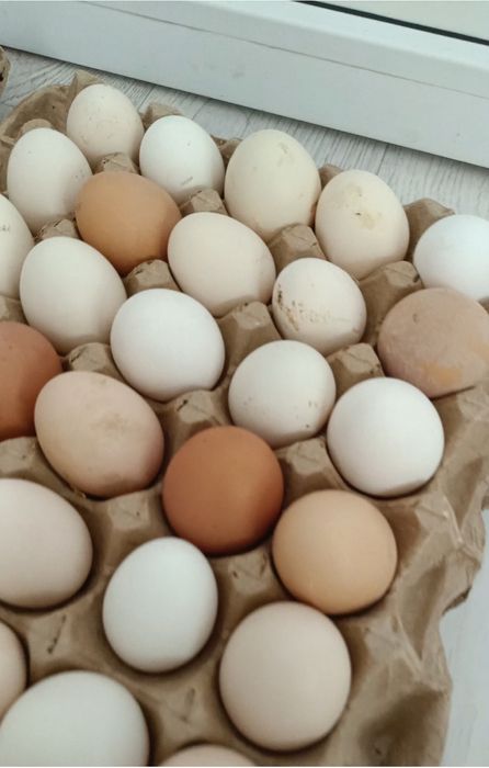 Продам домашние яйца 800тг