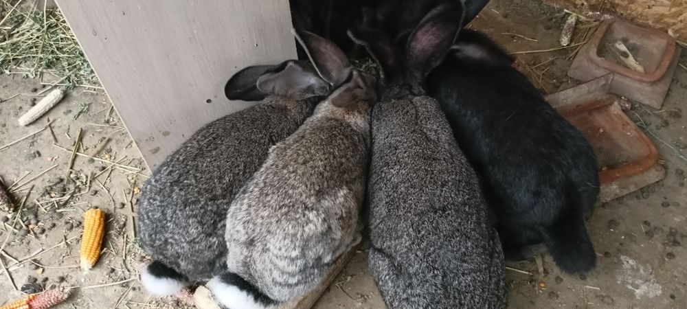 Iepuri uriași !!