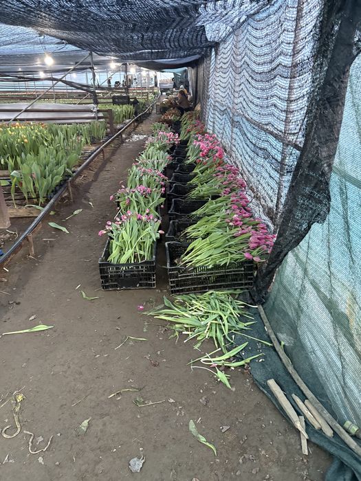 Самый крупный тюльпан в Астане уже скоро в городе