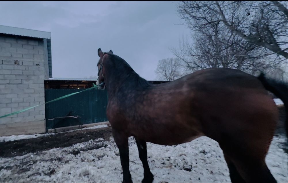 Продам Элитную Кобылу