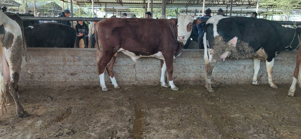 Огиз сатылады бирликде тур